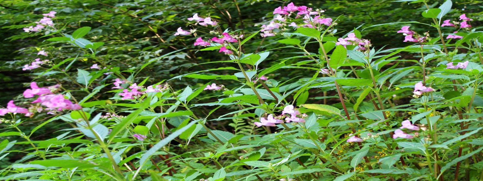 Himalayan Balsam Treatment